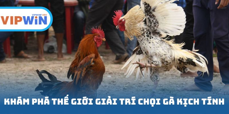 Khám phá thế giới giải trí chọi gà kịch tính