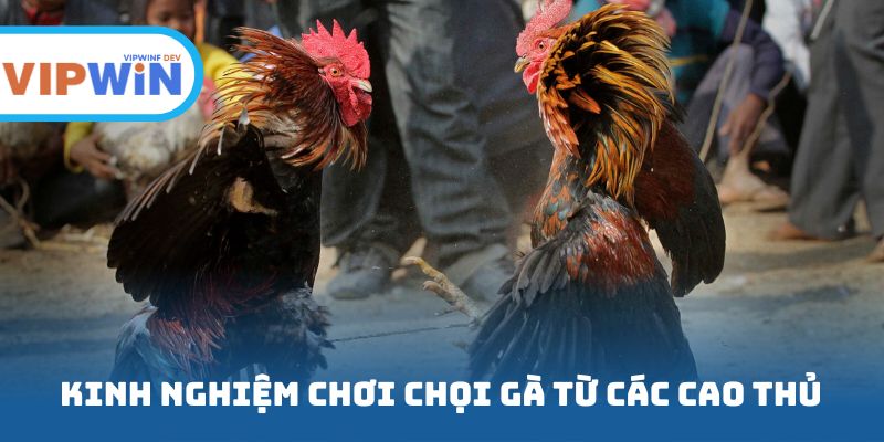 Kinh nghiệm chơi chọi gà từ các cao thủ