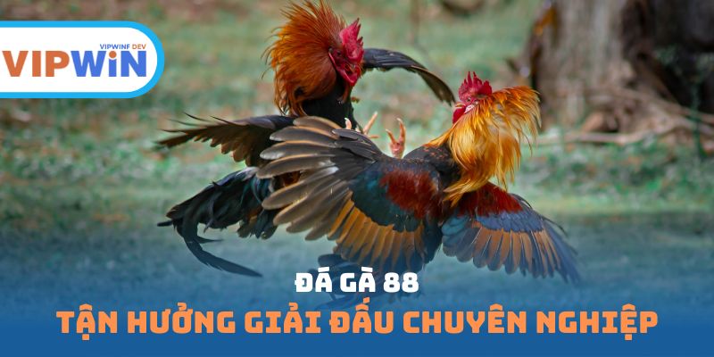 Đá gà 88